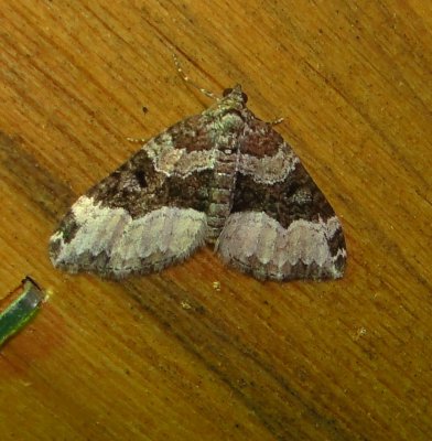7399a -- Sharp-angled Carpet Moth -- Euphyia unangulata  Mothball 6-19-2010.JPG