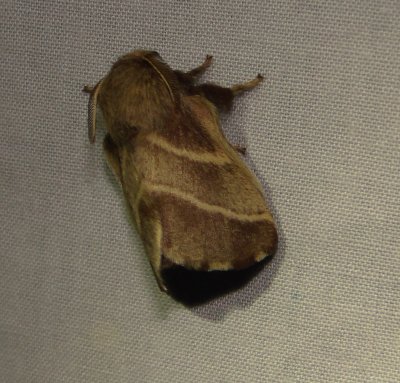 7701 -- Eastern Tent Caterpillar Moth -- Mallacosoma americanum Mothball 6-19-2010.JPG