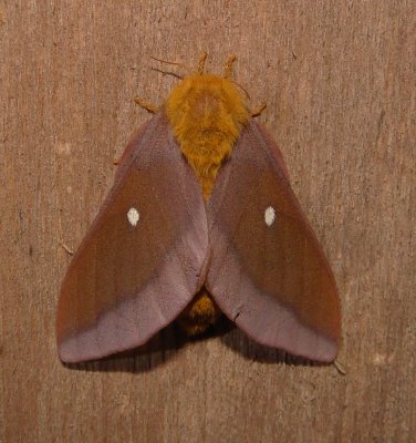 7723 -- Pink-striped Oakworm Moth -- Anisota virginiensis Mothball 6-19-2010.JPG