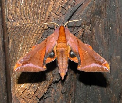 7826  Paonias astylus  Huckleberry Sphinx Moth Athol July 4 2010.JPG