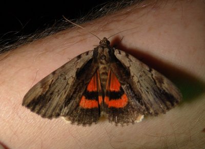 8857 -- Ultronia Underwing Moth -- Catocala ultronia Athol 7-18-2010 3.JPG