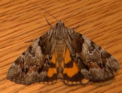 8858  Catocala blandula - 7-10-2010 1.JPG