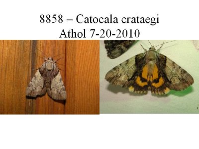 8858  Catocala crataegi.jpg