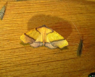 6842 -- Straight-lined Plagodis Moth -- Plagodis phlogosaria Athol 7-10-2010.JPG