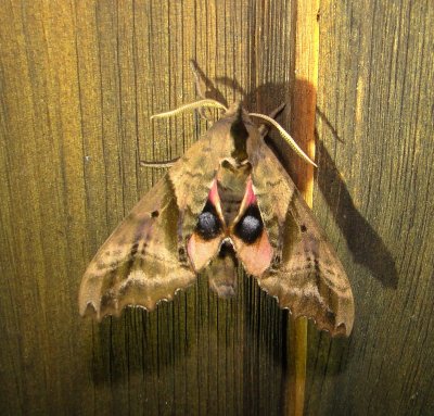 7824  Paonias excaecata  Blind-eyed Sphinx Moth Athol 7-8-2010 1.JPG