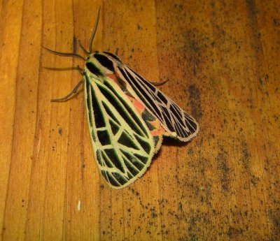 8197 -- Virgin Tiger Moth -- Grammia virgo Athol 7-10-2010 2.JPG