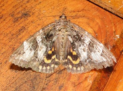 8719 Locust Underwing Moth -- Euparthenos nubilis Athol Ma 7-22-2010 .JPG