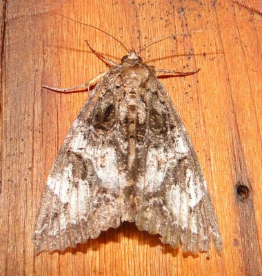 8719 Locust Underwing Moth -- Euparthenos nubilis Athol Ma 7-22-2010 4.JPG