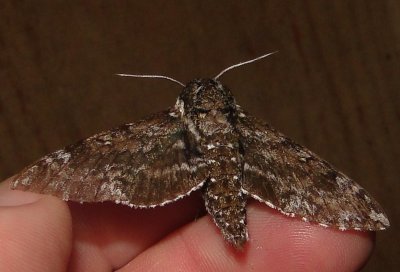 7784_Dolba hyloeus Paw Paw Sphinx Athol Ma 7-23-2010 4.JPG