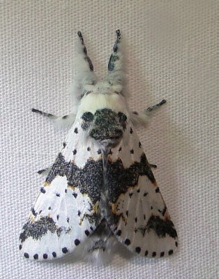 7936  Furcula borealis White Furcula Athol 8-8-2010.JPG