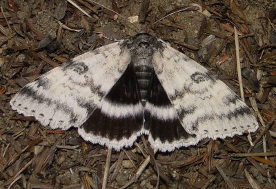 8803  White Underwing Catocala relicta Athol Ma 8-11-2010 1.JPG