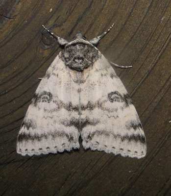 8803  White Underwing Catocala relicta Athol Ma 8-11-2010 7.JPG