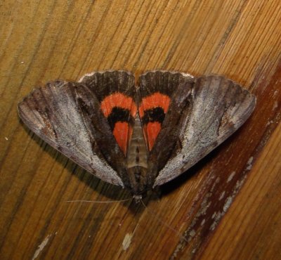 8857 -- Ultronia Underwing Moth  - Catocala ultronia Athol Ma 8-10-2010 .JPG