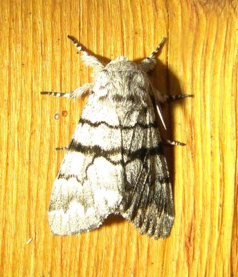 9182 - Eastern Panthea Moth Panthea furcilla Athol Ma 8-13-2010.JPG