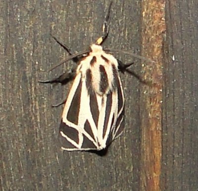 Tiger Moths