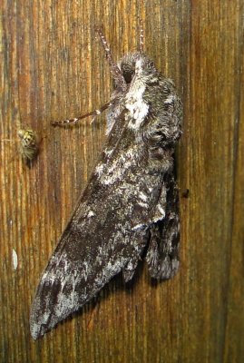 7784_Dolba hyloeus Paw Paw Sphinx 8-19-2010 Athol Ma.JPG