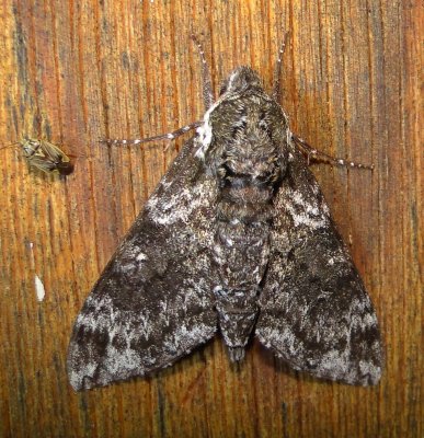 7784_Dolba hyloeus Paw Paw Sphinx_Athol Ma 8-19-2010.JPG