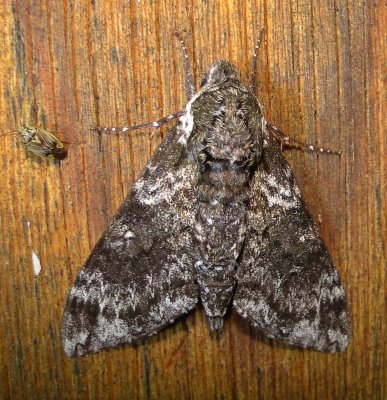 7784_Dolba hyloeus Paw Paw Sphinx_Athol Ma  8-19-2010.JPG