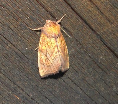 9466 -- Burdock Borer Moth -- Papaipema cataphracta  9-28-2010 Athol Ma.JPG