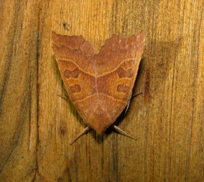 9952 -- Scalloped Sallow Moth -- Eucirroedia pampina Athol ma 9-25-2010.JPG