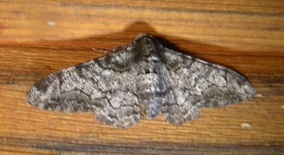 6640 B – Biston betularia – Peppered Moth Athol 8-10-2010 1.JPG