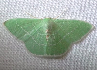 7048 E  Nemoria mimosaria White-fringed Emerald Moth  Athol 8-8-2010.JPG