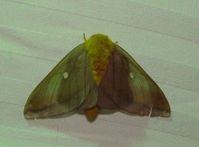 7719  Anisota senatoria Orange-tipped Oakworm Moth Athol Ma 6-5-2010 2.JPG