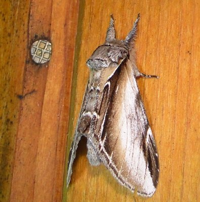 7922 Pheosia rimosa   Black-rimmed Prominent Moth Athol Ma 8-10-2010 1.JPG