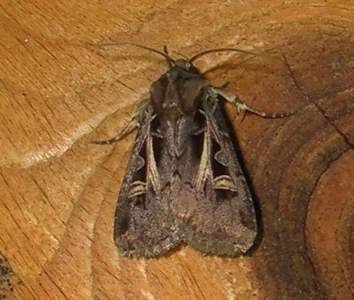 110676 – Feltia herilis – Master's Dart Moth  Athol 7-21-2010 1.JPG