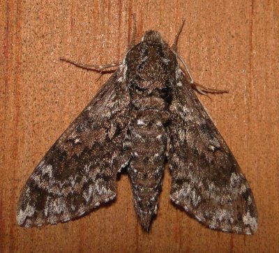 7784_Dolba hyloeus Paw Paw Sphinx Athol Ma 7-23-2010.JPG