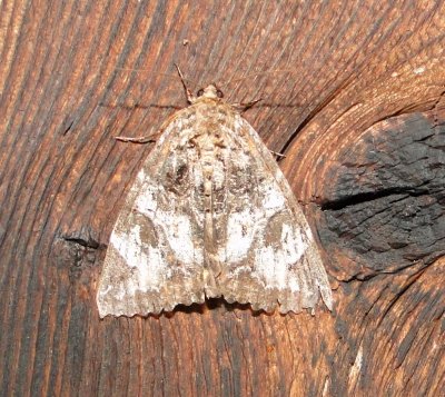 8719 Locust Underwing Moth -- Euparthenos nubilis Athol Ma 7-22-2010 3.JPG
