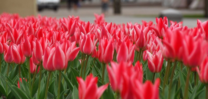 DSC_3224.JPG