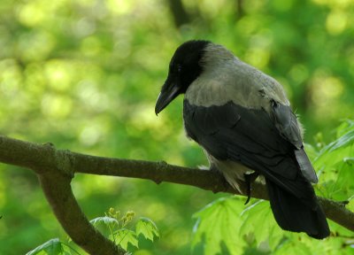 DSC_3795.JPG