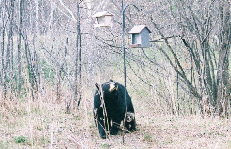 bear1.jpg