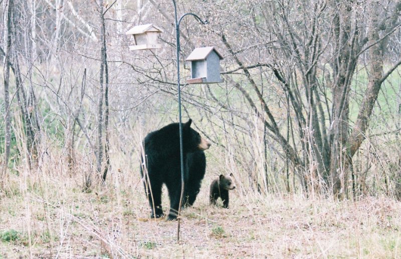 bear2.jpg