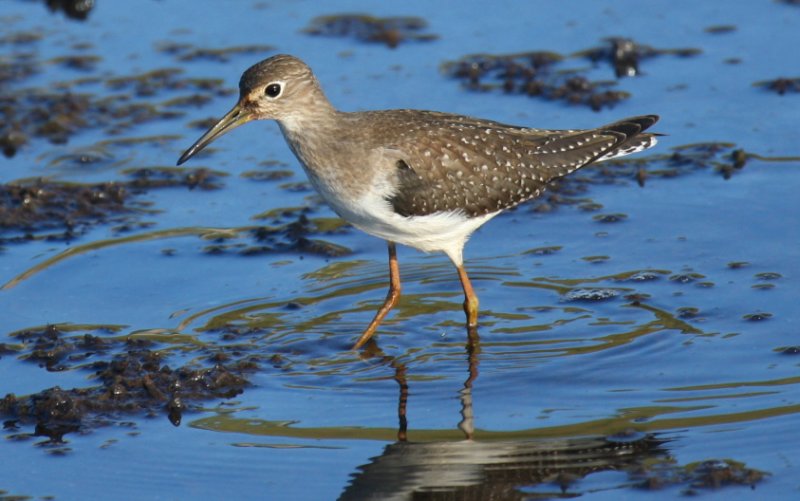 Solitary Sandpiper