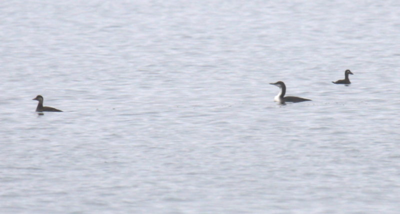 Pacific Loon, Surf Scoter, Black Scoter