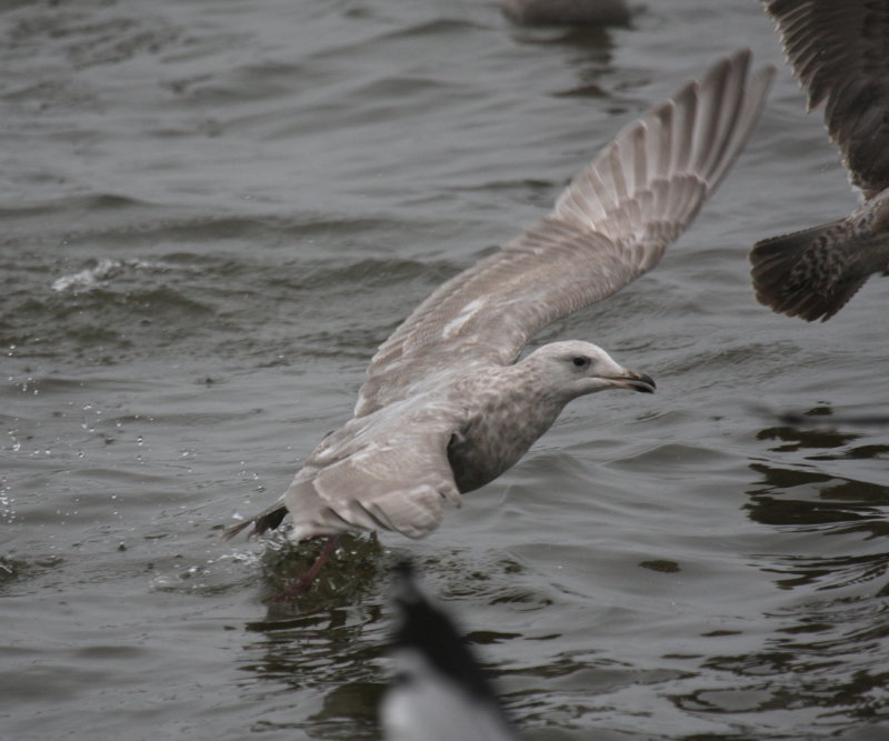 Thayers Gull