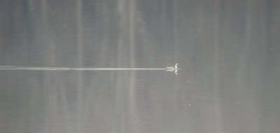 Triangle (NC) waterbirds