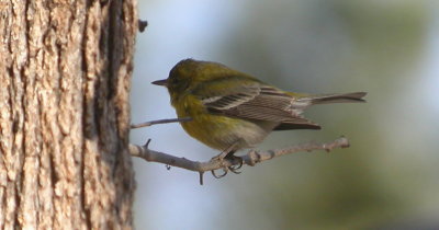 Pine Warbler