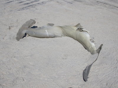 Dead hammerhead shark