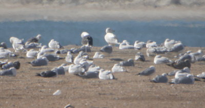 Glaucous Gull