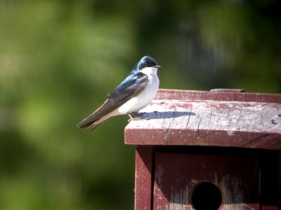 Tree Swallow