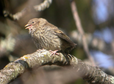 Pine Siskin fledgling