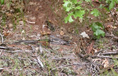 Common Nighthawk on nest