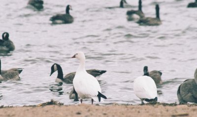 Ross's Geese