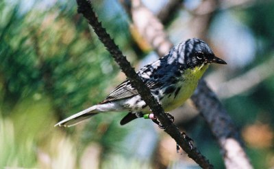 Kirtland's Warbler