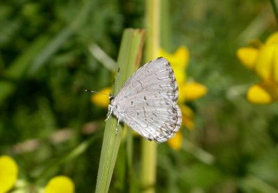 'summer' spring azure