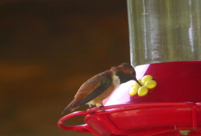 Rufous Hummingbird - WI