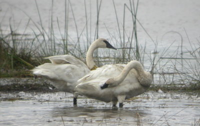 Trumpeter Swans